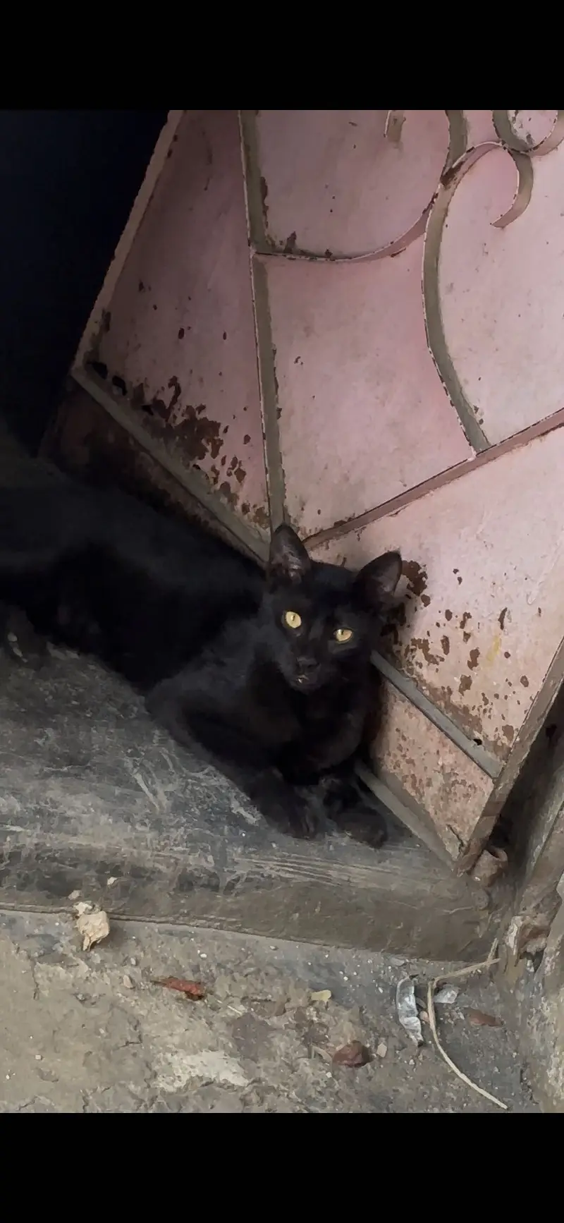 We have a cats for — photo 4