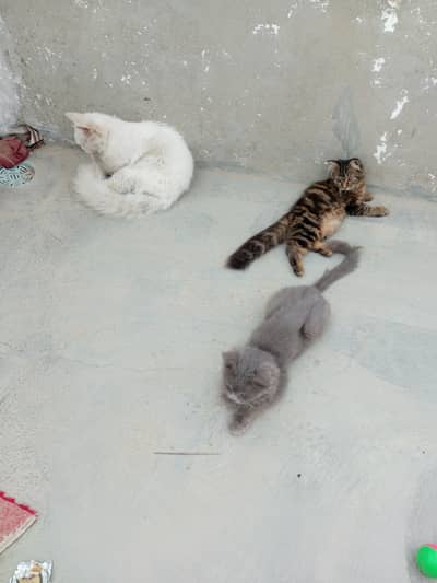 cats peir and baby