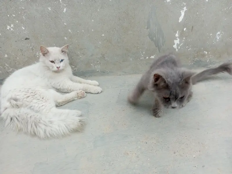 cats peir and baby — photo 2