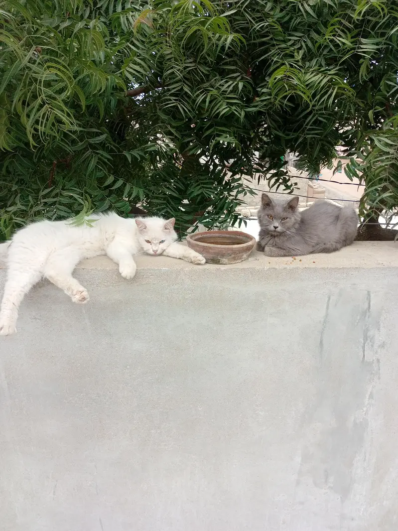 cats peir and baby — photo 3