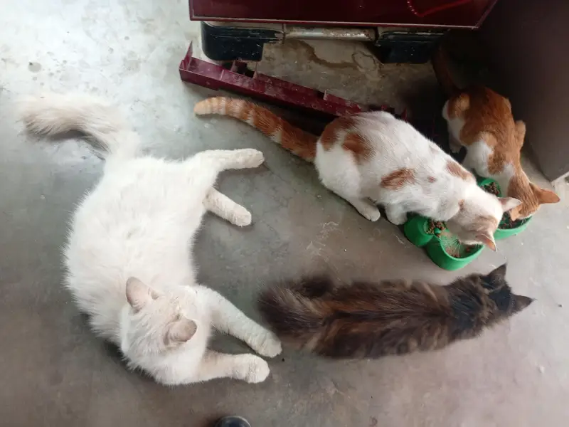 cats peir and baby — photo 4