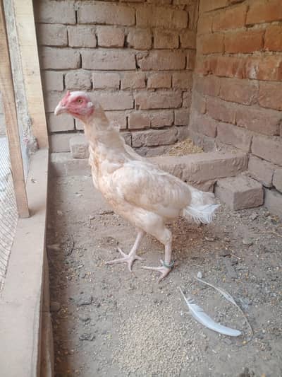 pure heera female for sale ready for bread