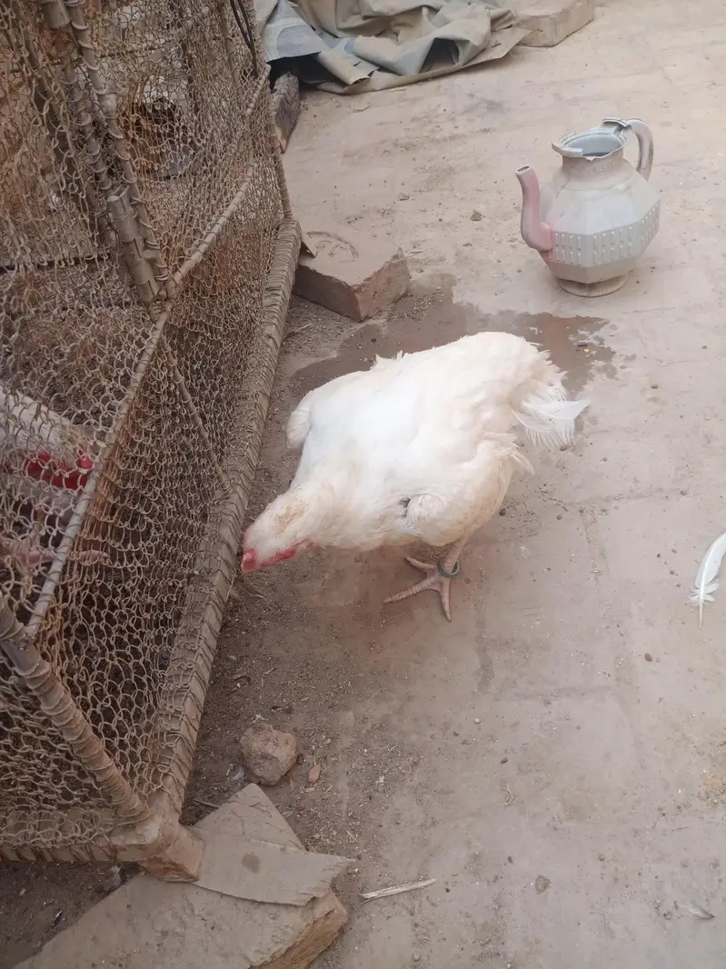 pure heera female for sale ready for bread — photo 2