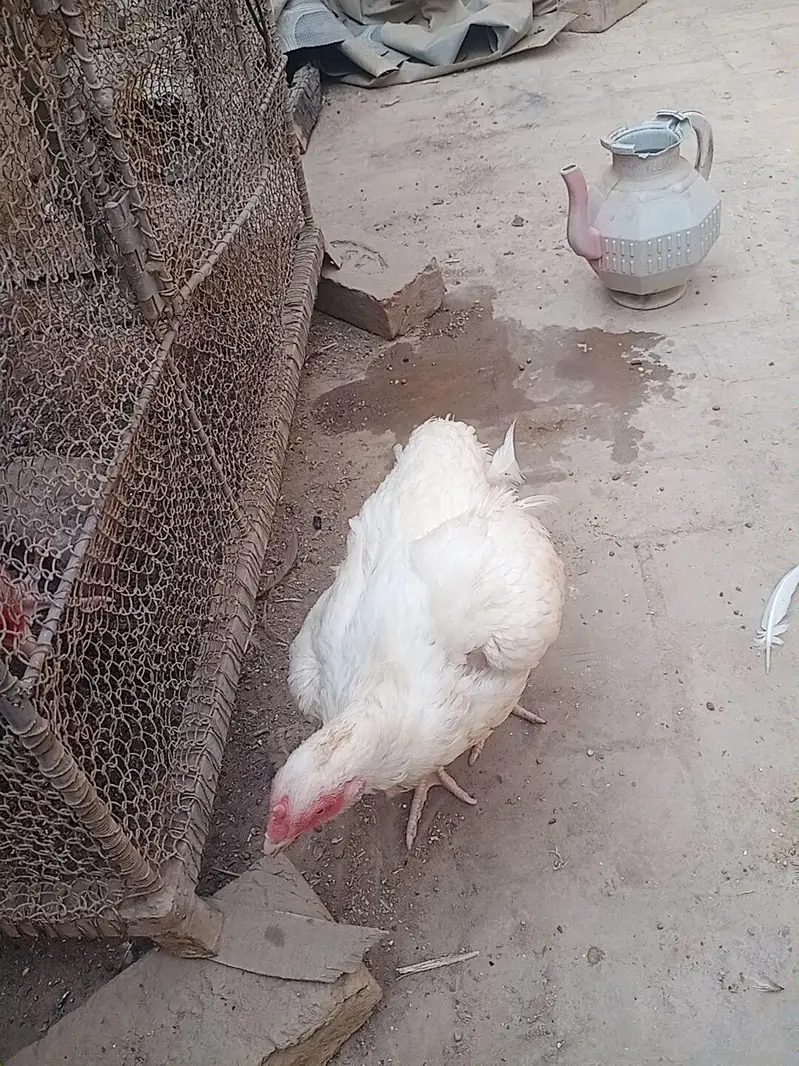 pure heera female for sale ready for bread — photo 3