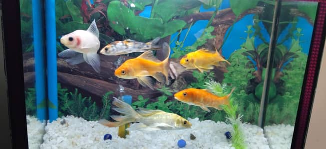New condition Aquarium and six healthy Fish sale