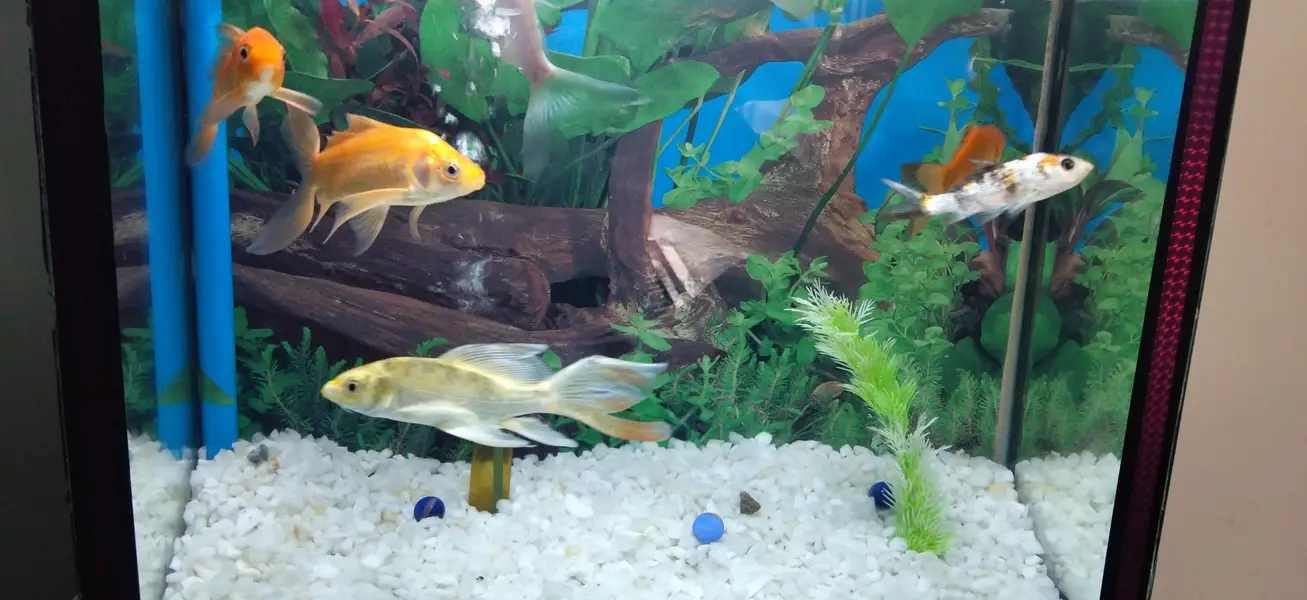 New condition Aquarium and six healthy Fish sale — photo 2