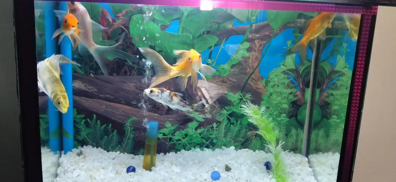 New condition Aquarium and six healthy Fish sale — photo 3