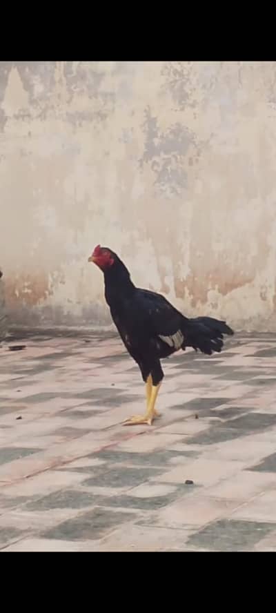 lasani aseel muskha