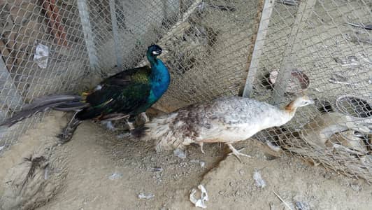 Peacock & Peahen Pair for Sale