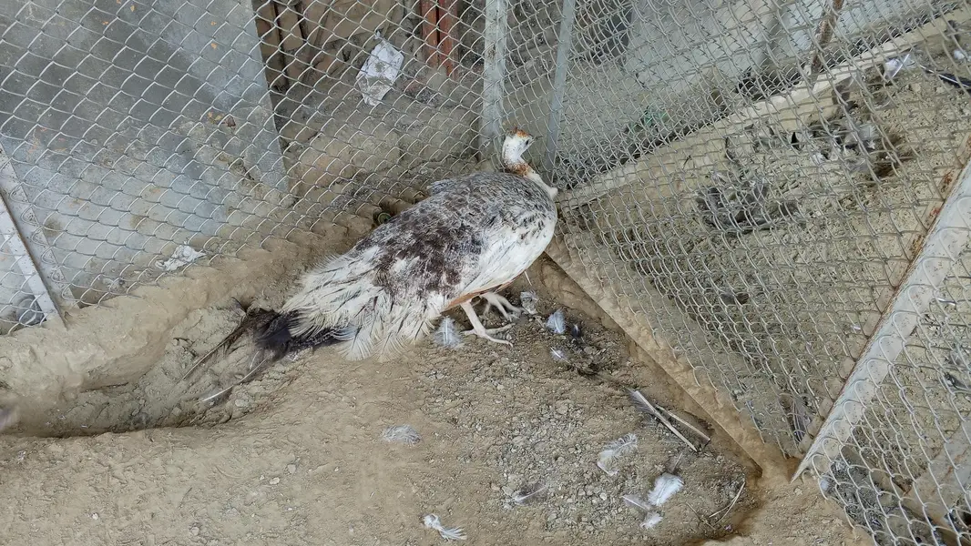 Peacock & Peahen Pair for Sale — photo 2