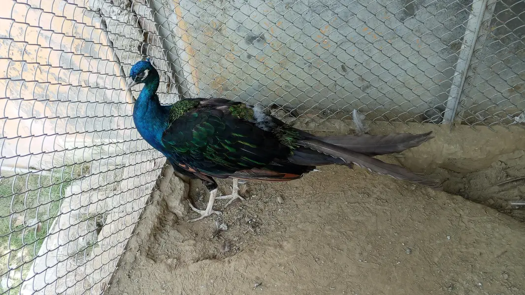Peacock & Peahen Pair for Sale — photo 3