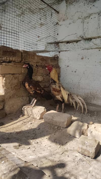 Aseel pair for sale
