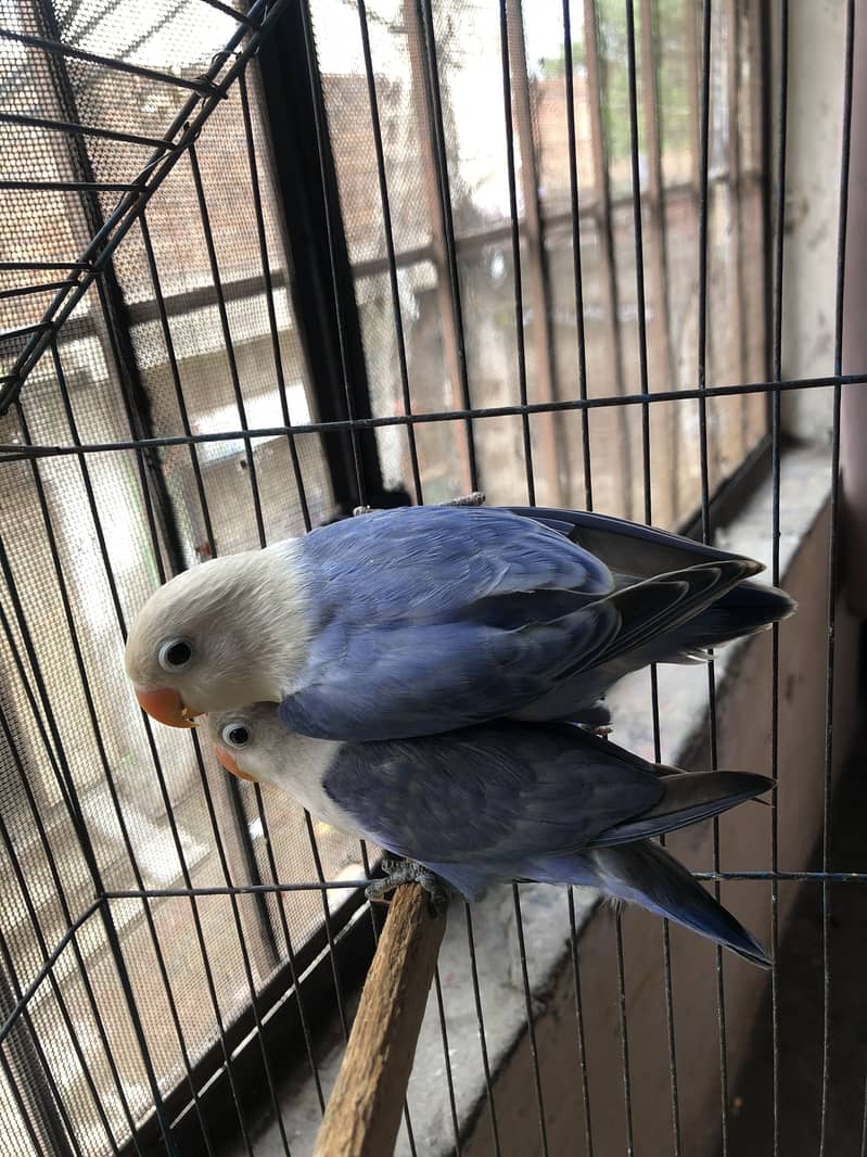 Love bird breader pair 0