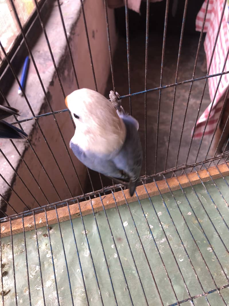 Love bird breader pair 1