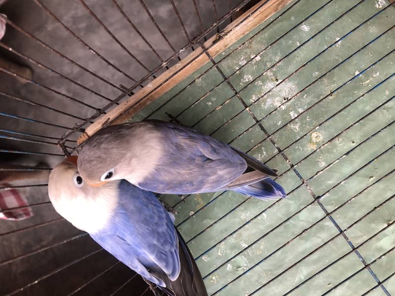 Love bird breader pair 2