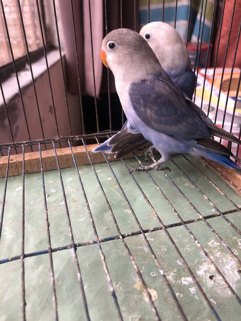 Love bird breader pair 3