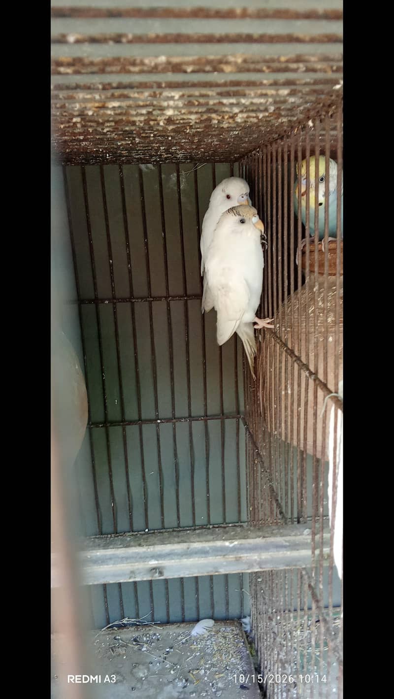parrot 0