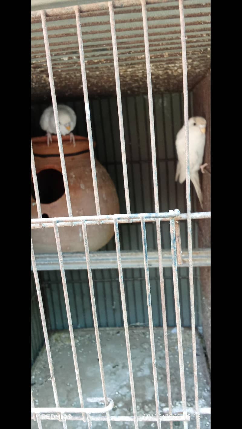parrot 1