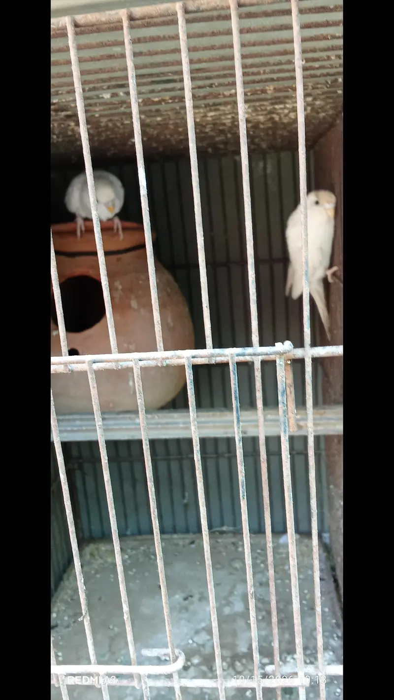 parrot — photo 2