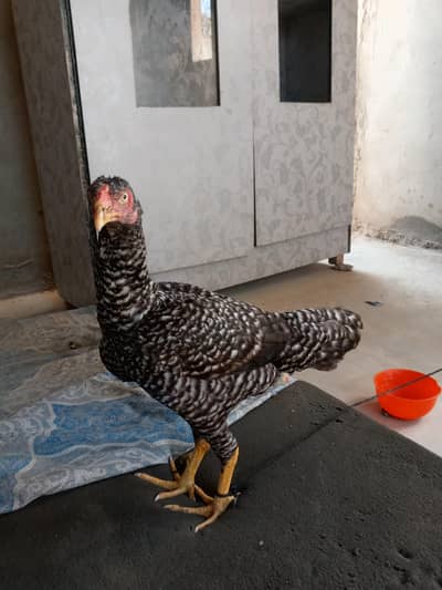 Hens assel amroha