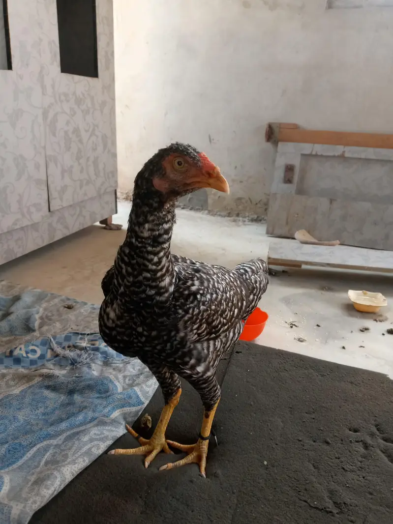 Hens assel amroha — photo 2