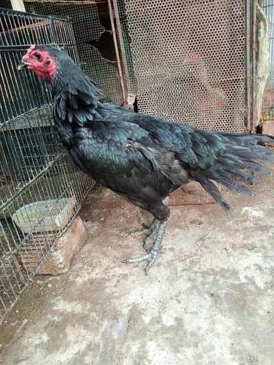 penus pakoye king size