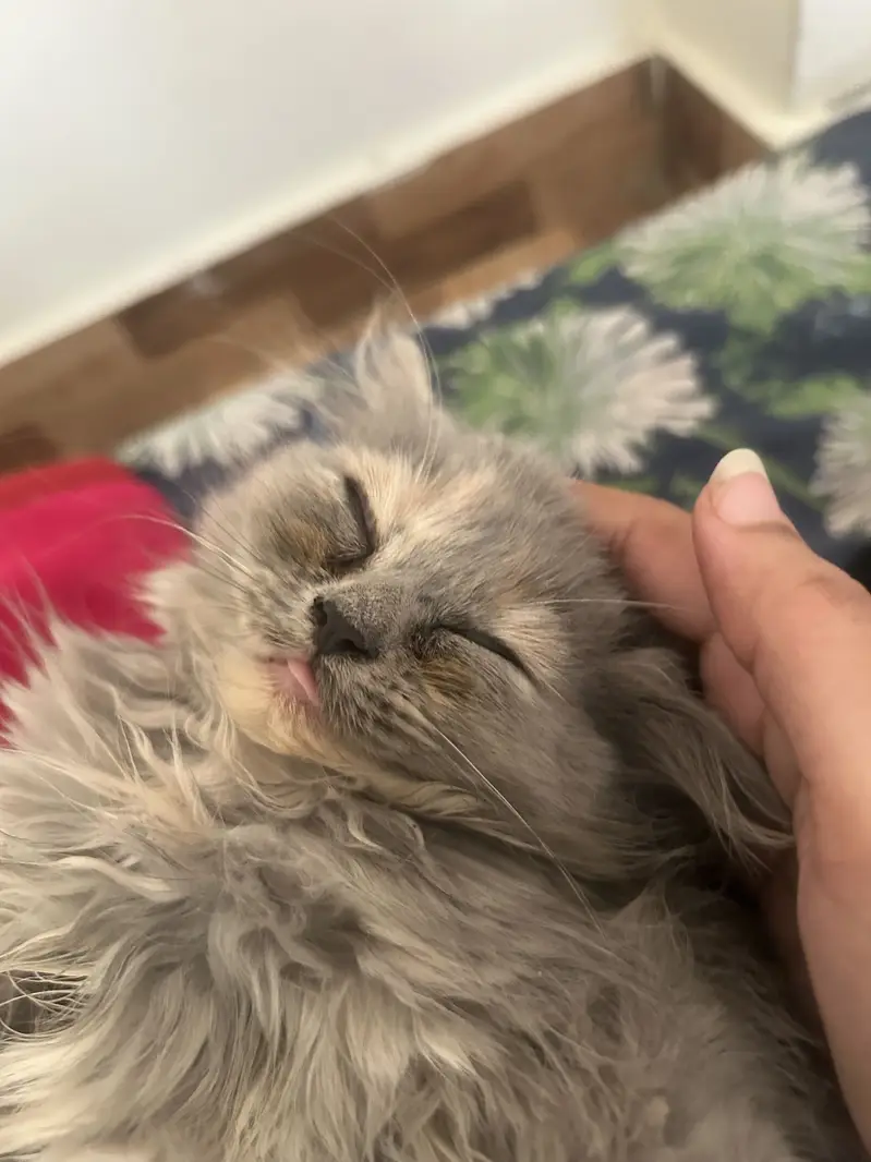 Persian Female Cat and Female Kitten for sale — photo 8