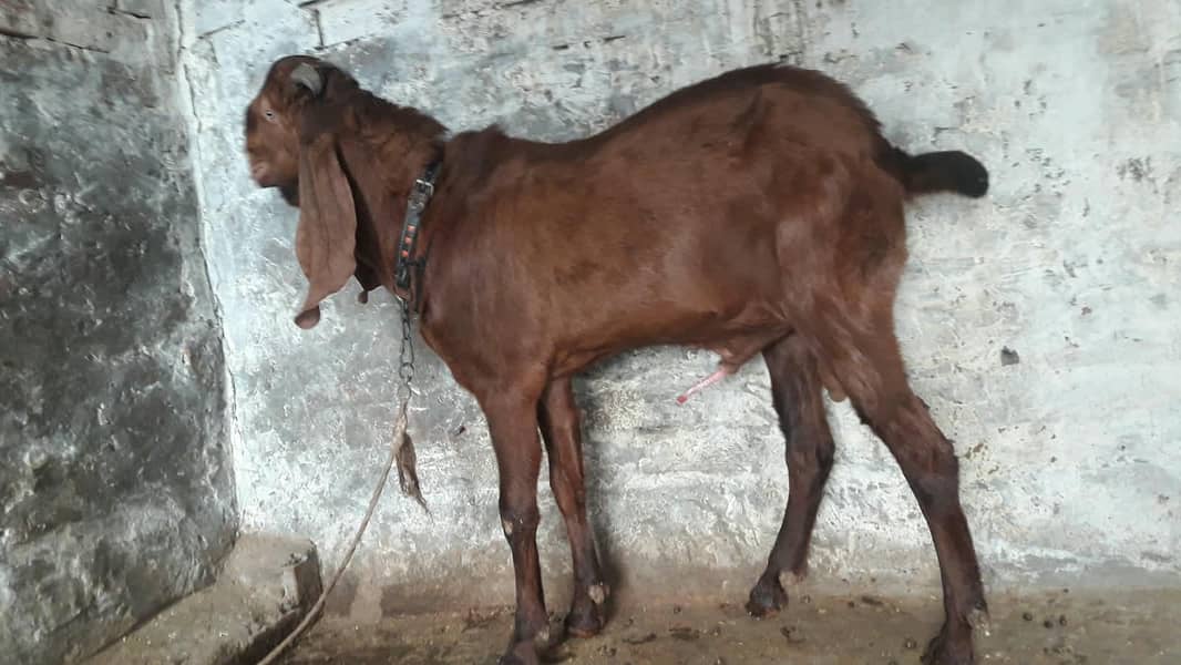 breeder bakra 0