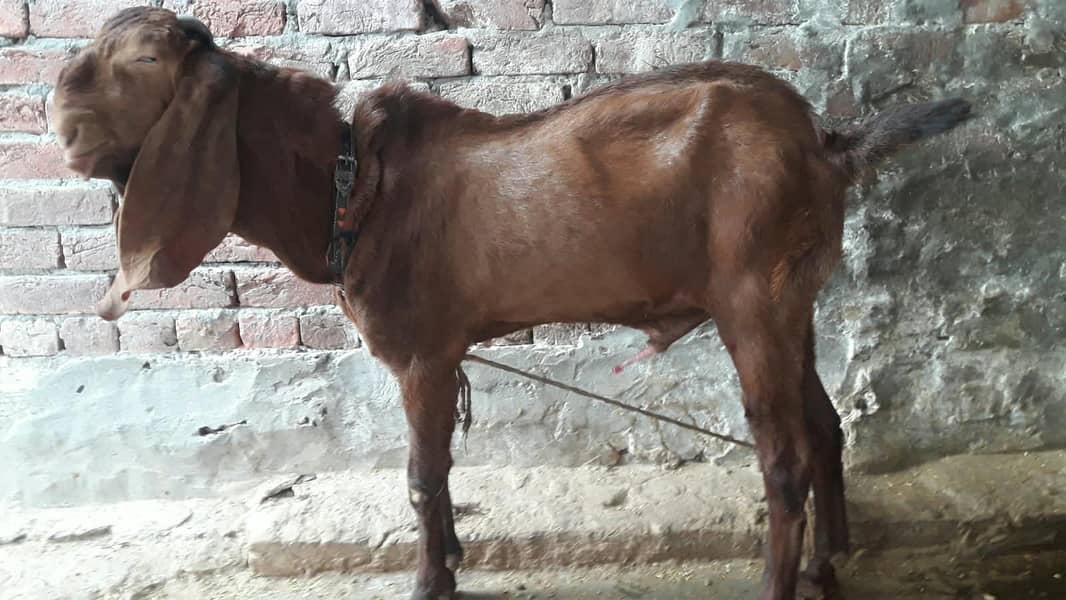 breeder bakra 1