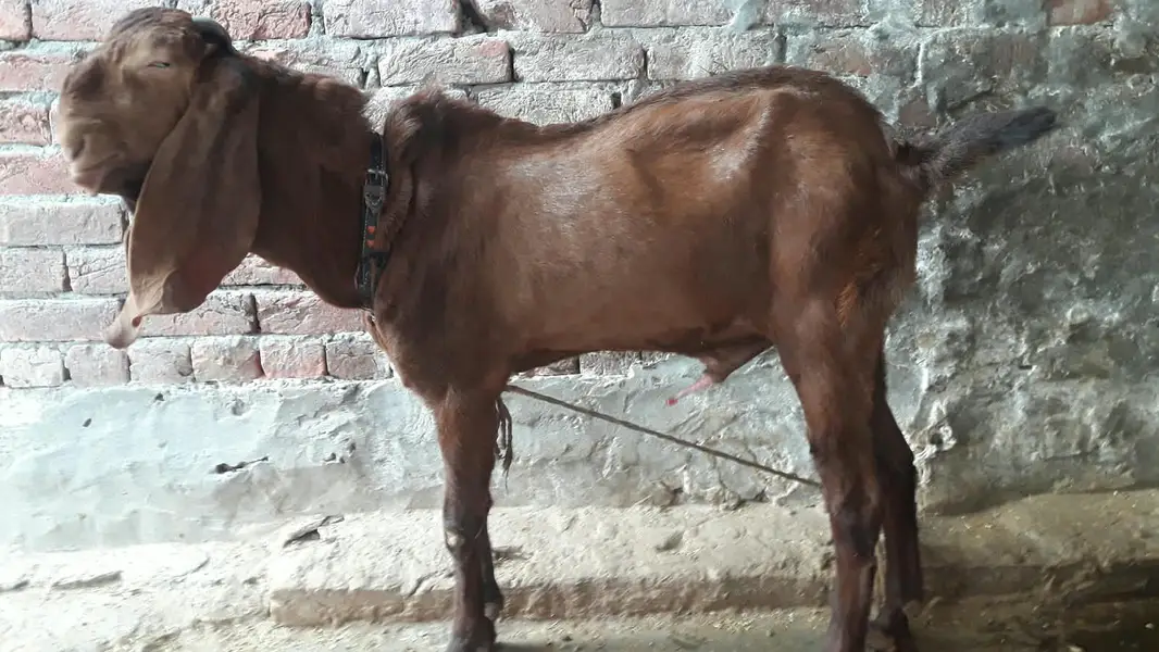 breeder bakra — photo 2