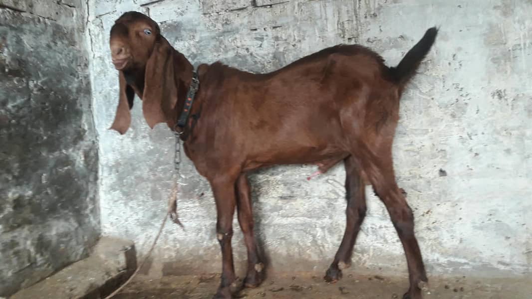 breeder bakra 2