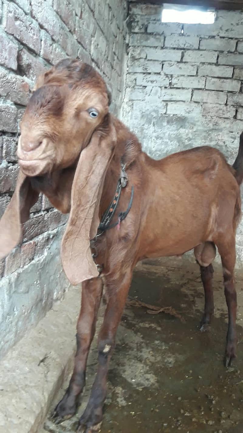 breeder bakra 3