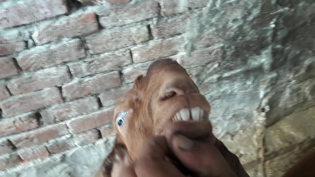 breeder bakra 4