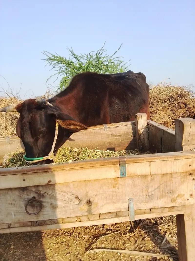 تین عدد گاۓ فارسیل دودھ والی — photo 6