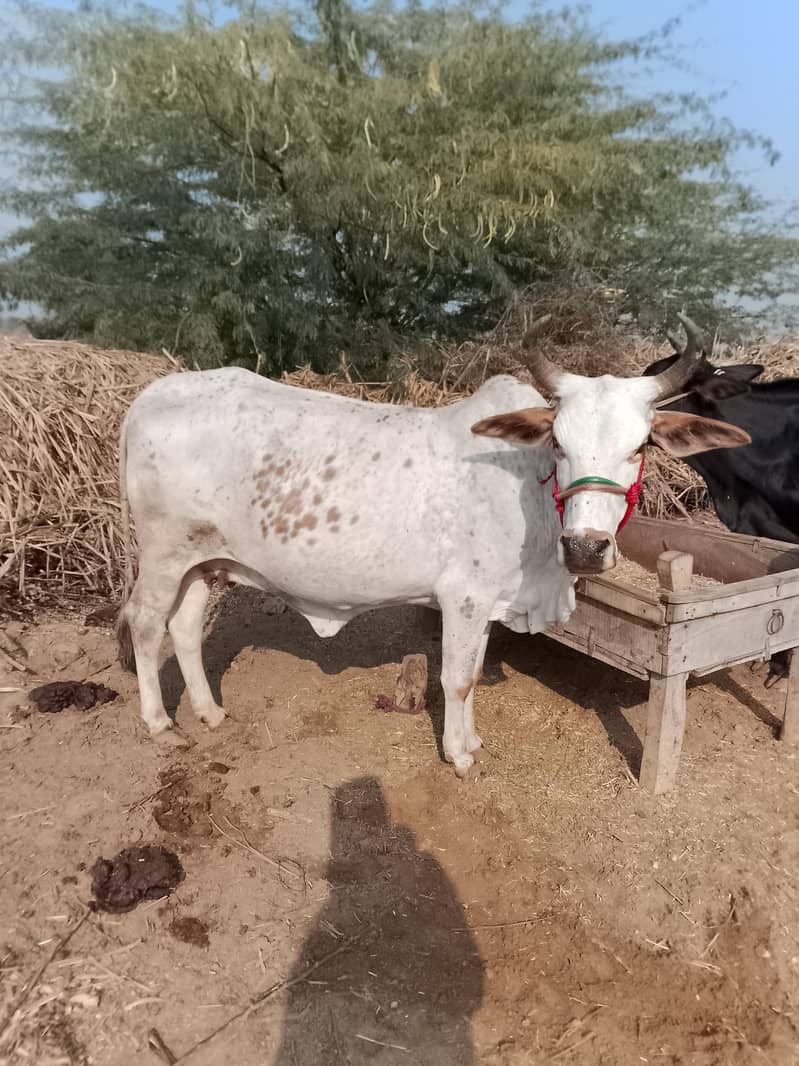 تین عدد گاۓ فارسیل دودھ والی 6