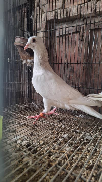 White homing pigeon pair