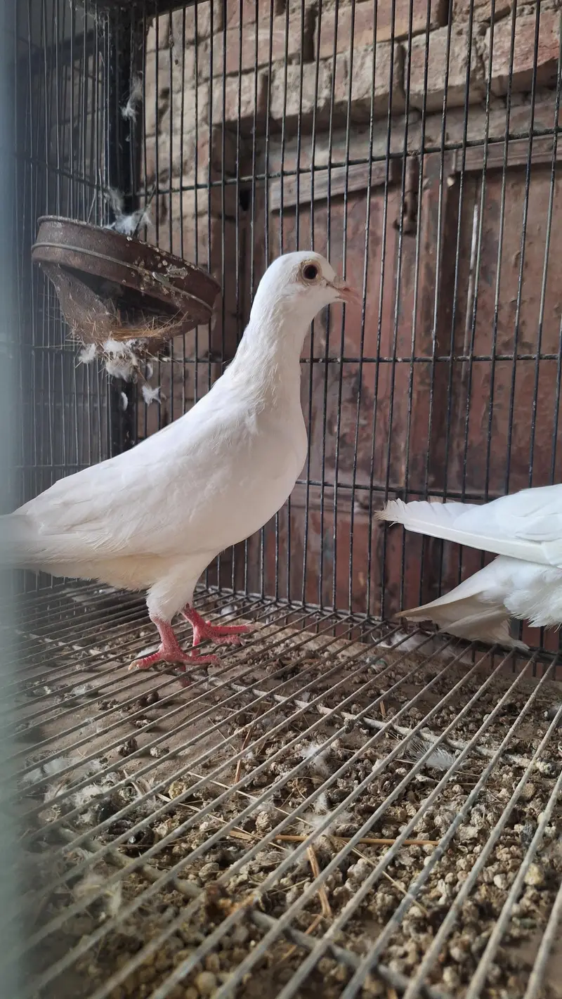 White homing pigeon pair — photo 2