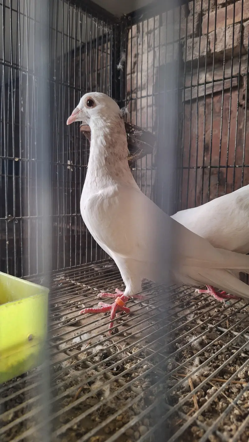 White homing pigeon pair — photo 3