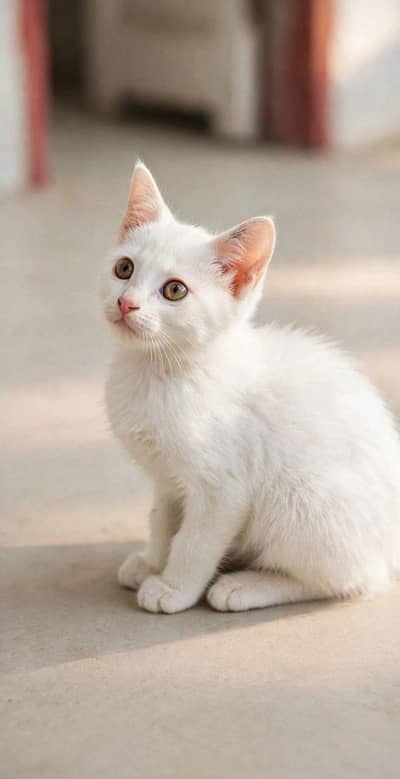cattt