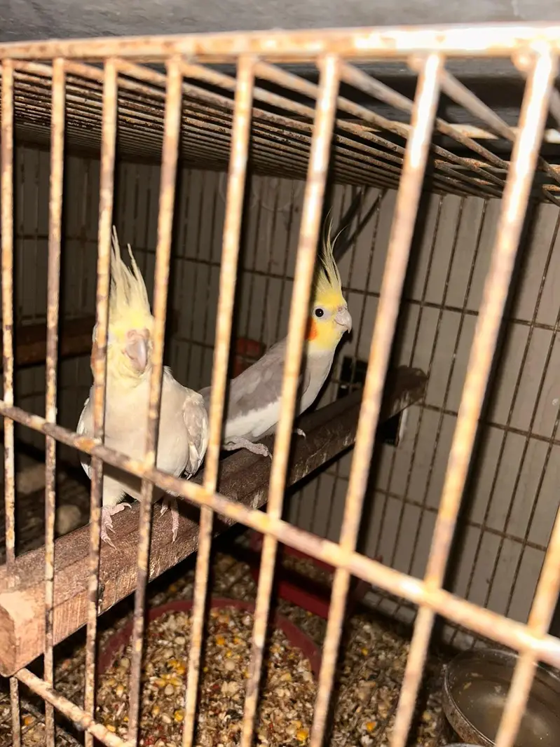 Green ring neck for sale — photo 2