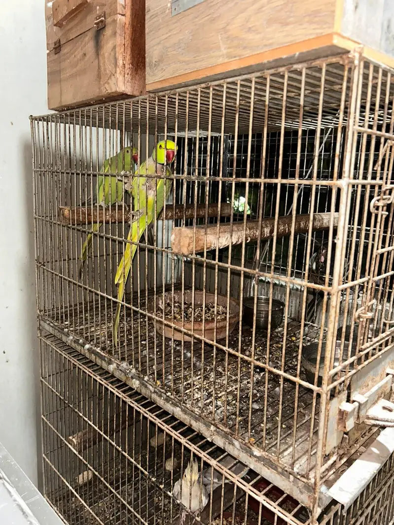 Green ring neck for sale — photo 4