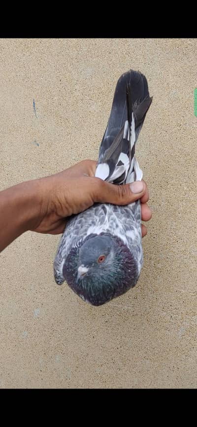 Dub wali femal for sale kabli