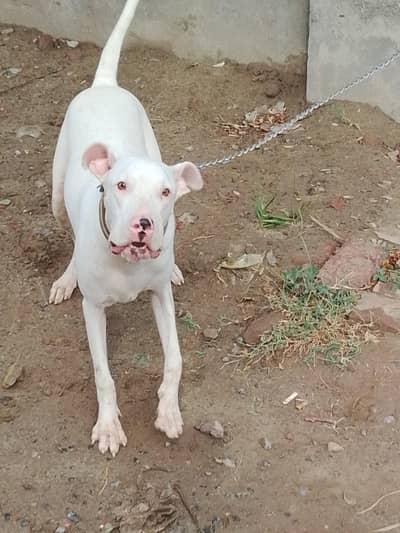 Gulltair dog ( female )