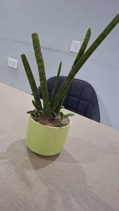 ceramic pot