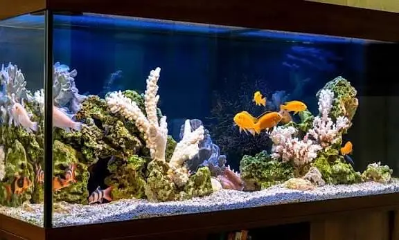Fish aquarium Munseeb price 03268301979 — photo 4