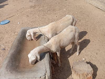 sheep