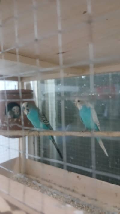 Australian pair