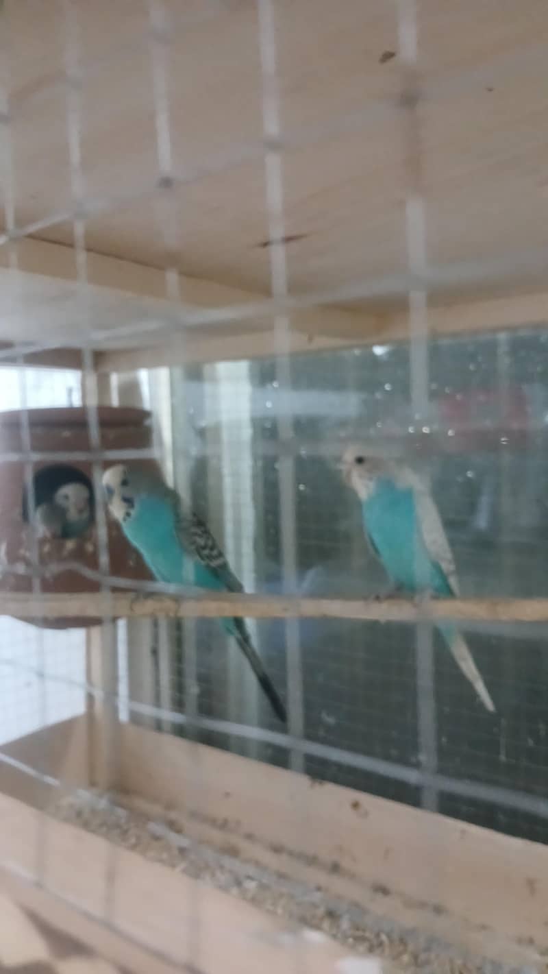 Australian pair 0