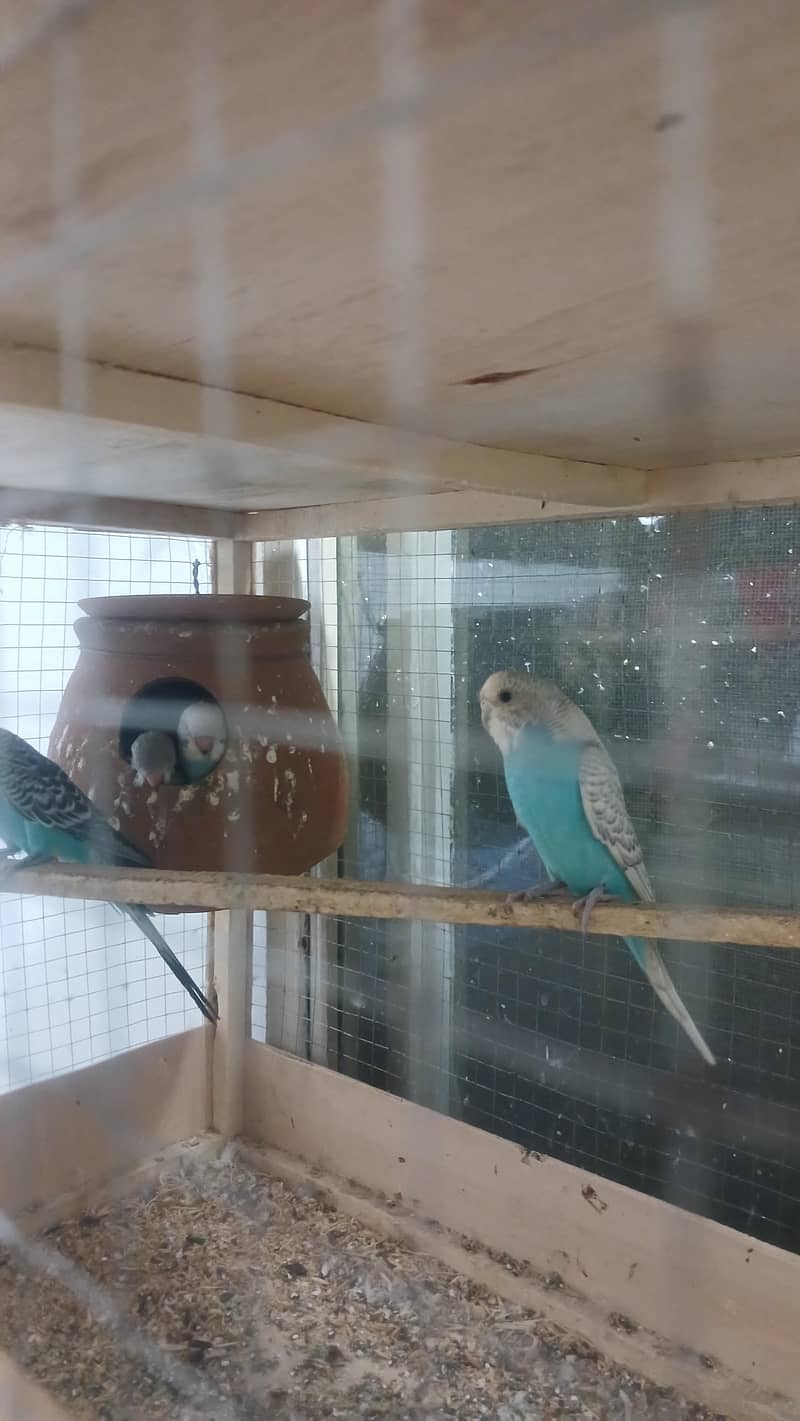 Australian pair 1