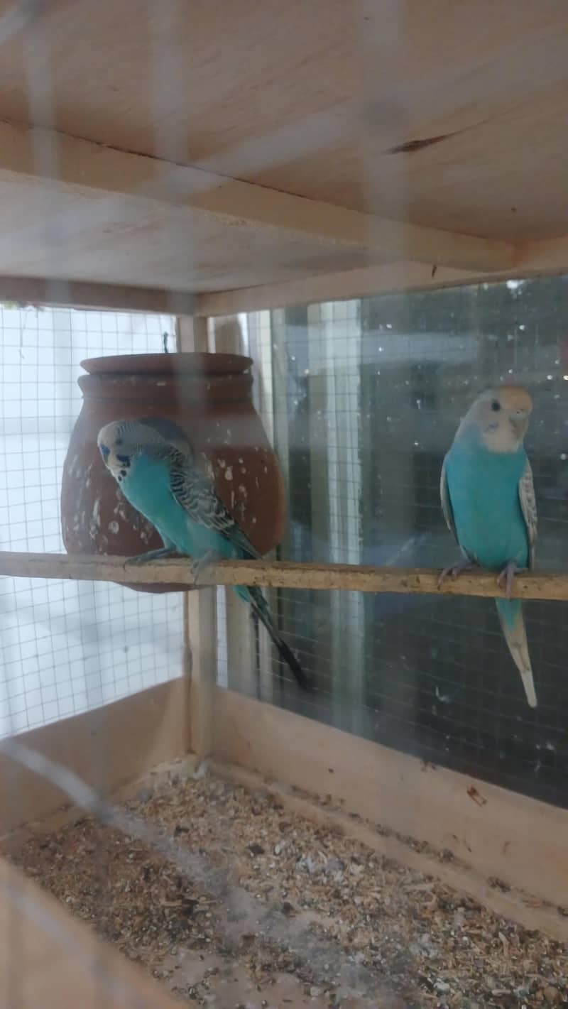 Australian pair 3